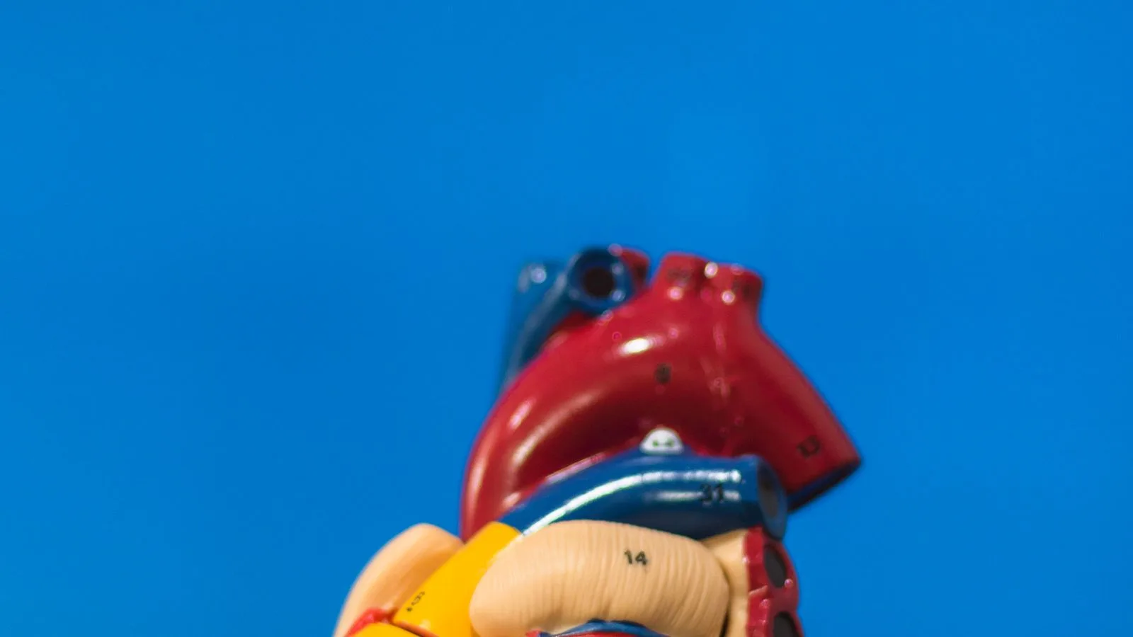 Anatomisches Herzmodell vor blauem Hintergrund