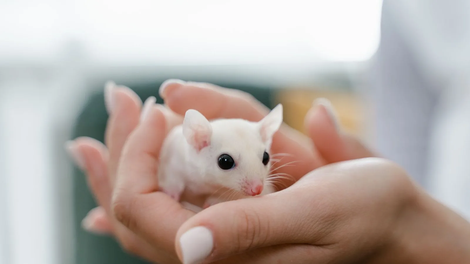 Weiße Maus auf einer Hand