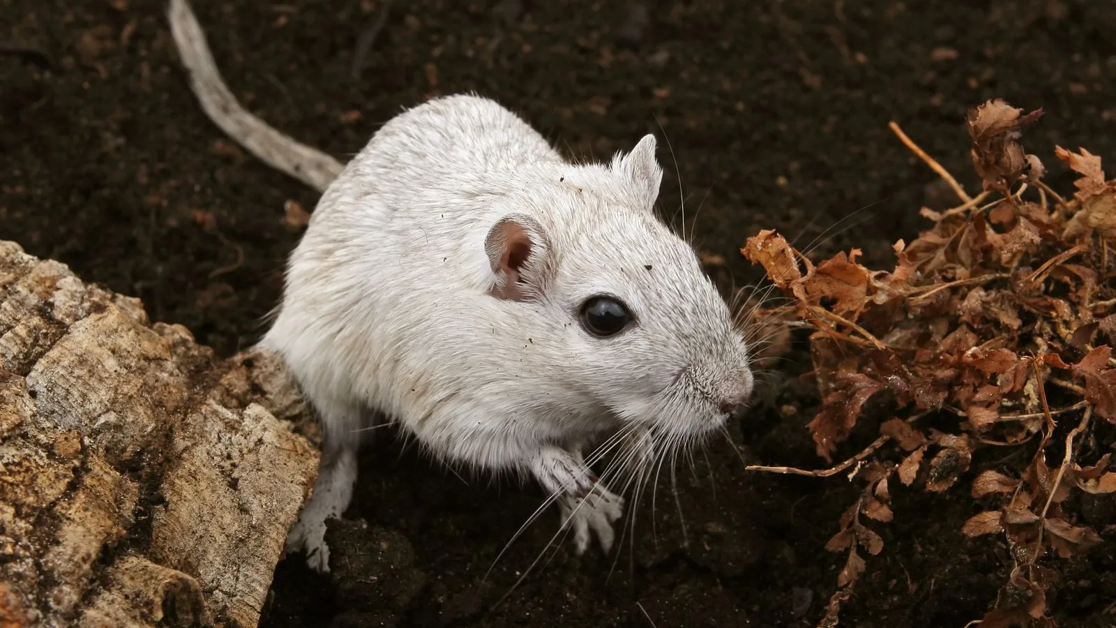 Nahaufnahme einer Maus